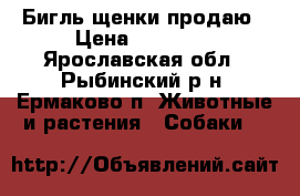 Бигль щенки продаю › Цена ­ 35 000 - Ярославская обл., Рыбинский р-н, Ермаково п. Животные и растения » Собаки   